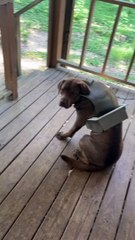 Bentlee Gets Stuck In Doggy Door