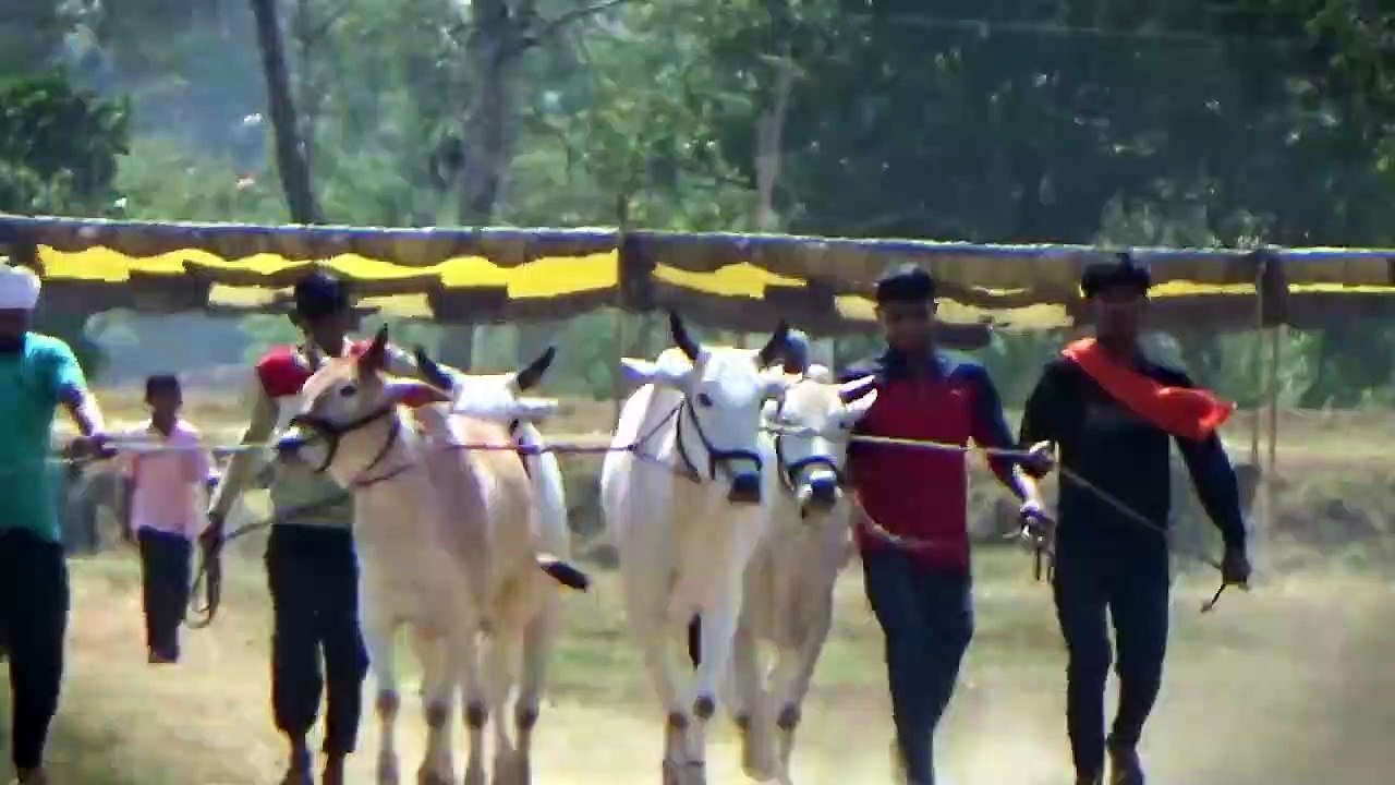 विनायक ताखला  Indian Bailgada Race true  Pat Video ❤ Pat Pratiyogita ✌ Barghati Bhaiya Pat