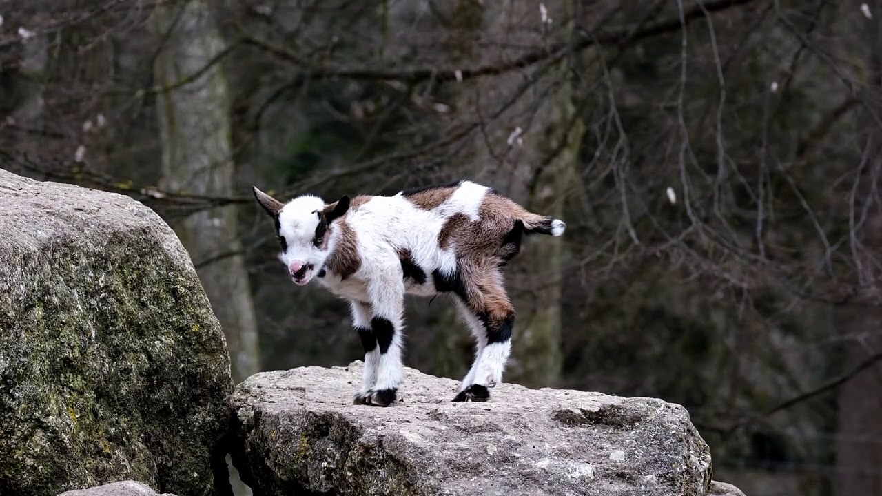 Goat Standing Over A Rock