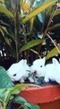 Rabbits Resting On A Pot With A Plant