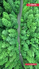 Imagina por un momento que no existieran las plantas en la tierra, ¿Conoces realmente su importancia?