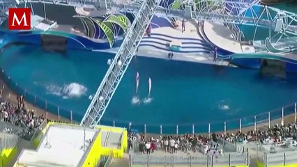 La historia de Tilikum: la orca en cautiverio que mató a su entrenadora