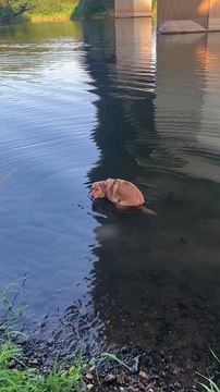Dog Relieves Himself In The River