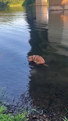 Dog Relieves Himself In The River
