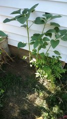 Video of Plants/Flowers from Gerri On the Prairie