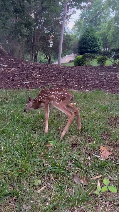 Newborn Fawn Walked Straight Up to Me