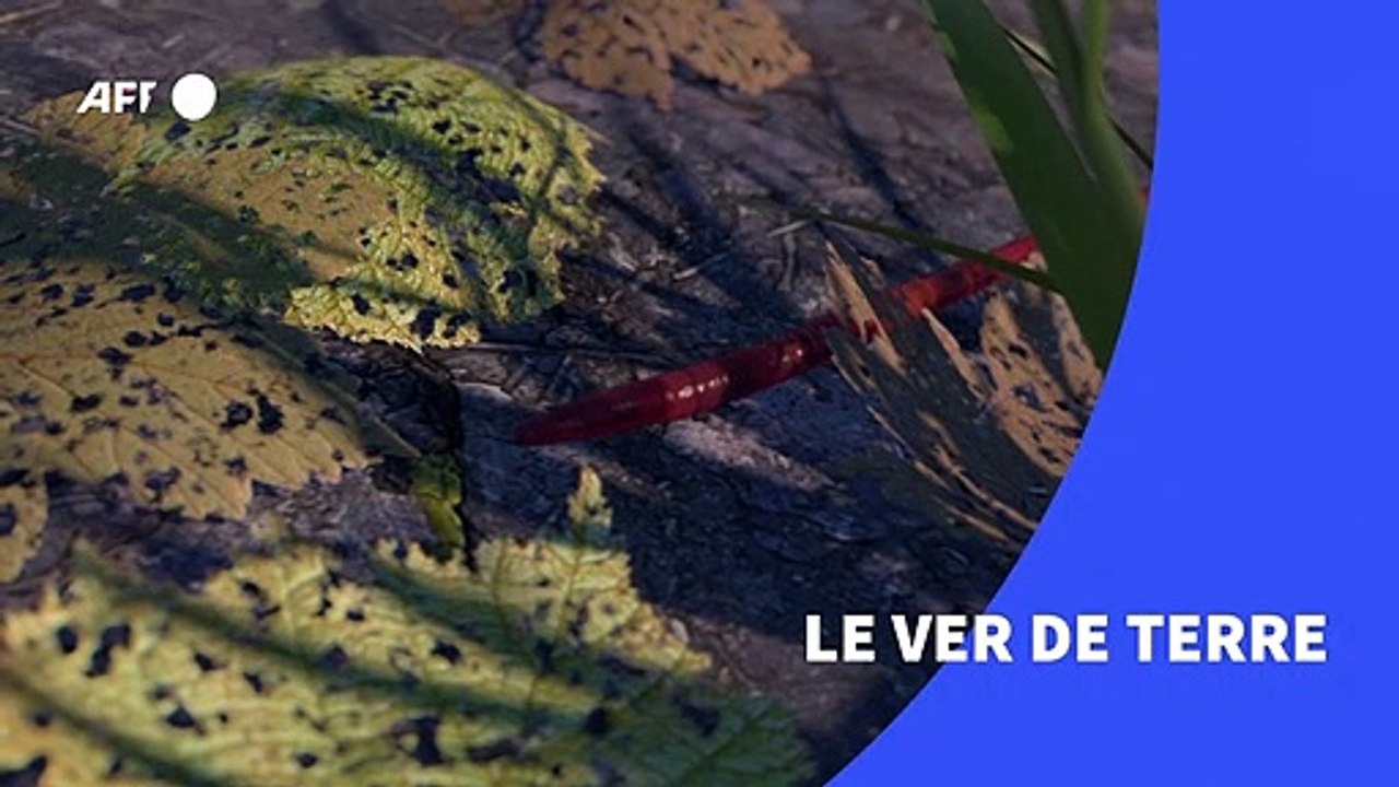 Les vers de terre