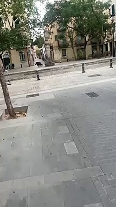 Jabalíes en Sarrià