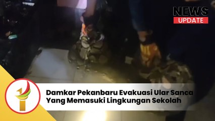 Damkar Pekanbaru Evakuasi Ular Sanca Yang Memasuki Lingkungan Sekolah