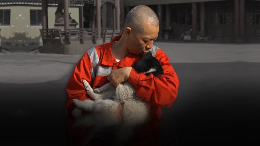 Shanghai’s animal saviour: helping strays in China is spiritual journey for Buddhist monk
