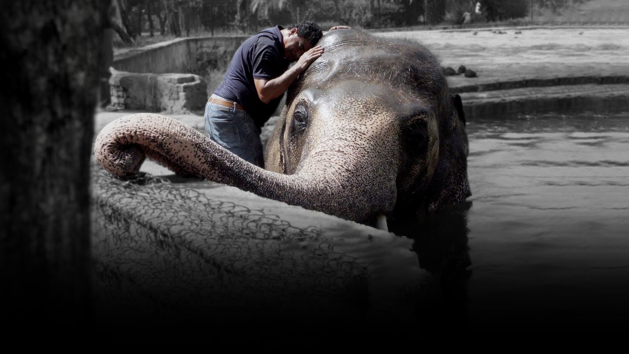 Saving Kaavan, the world’s loneliest elephant