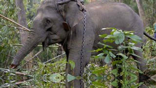 Thousands of logging elephants at risk after Myanmar bans timber exports to fight deforestation