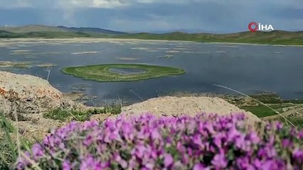 Urartu Kralı'nın yaptırdığı 2 bin 800 yıllık Keşiş Gölü yok oluyor!