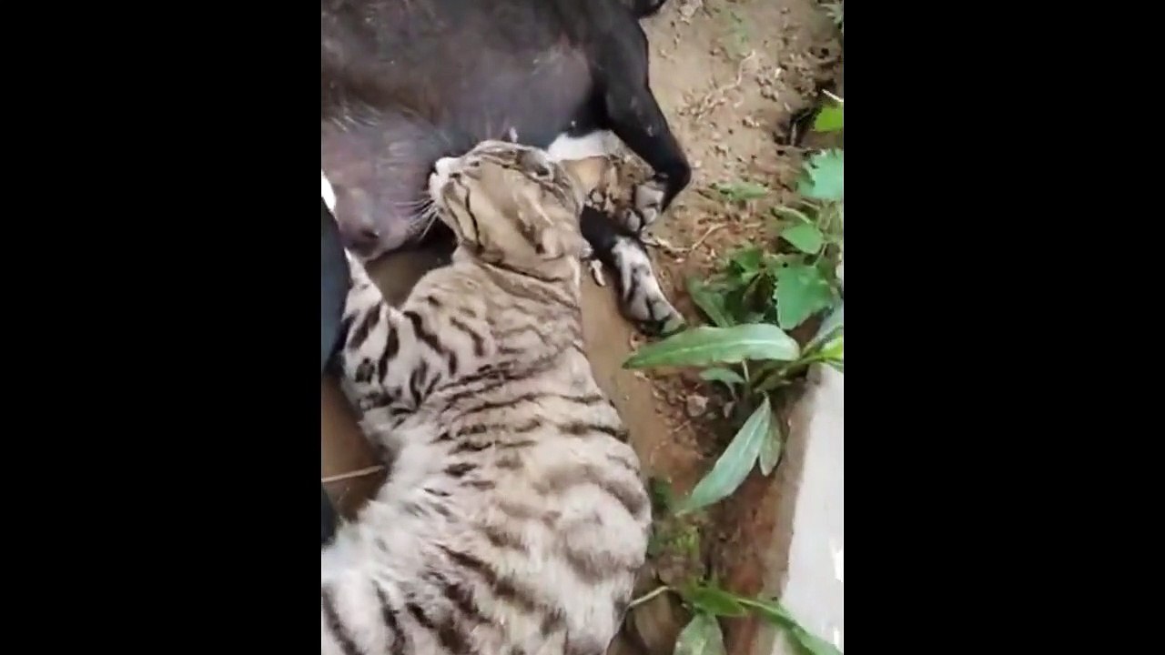 Ce chat sait où trouver du lait frais gratuit
