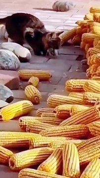 Ce chat a les yeux plus gros que le ventre... plein de souris pour moi