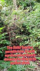 The Baliti Tree Has Fairies in it?