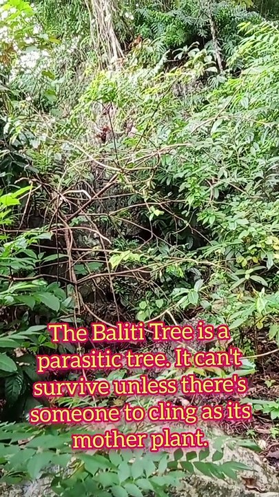 The Baliti Tree Has Fairies in it? - video Dailymotion
