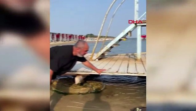 Yavru Caretta Caretta Yeniden Denize Bırakıldı