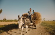 'El regreso de las golondrinas', tráiler