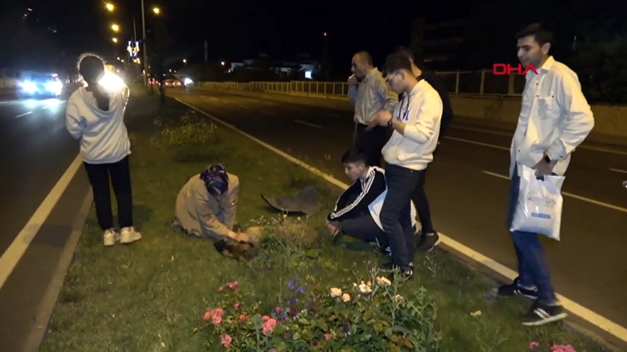 Erzurum'da Yaralı Sokak Köpeği Gazeteciler Tarafından Kurtarıldı