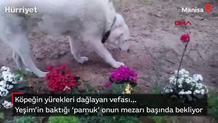 Köpeğin yürekleri dağlayan vefası... Mezarı başında bekliyor