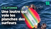 En Californie, des surfeurs se voler leur planche par une loutre de mer