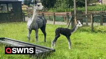 Adorable video shows newborn alpaca up and about an hour after being born
