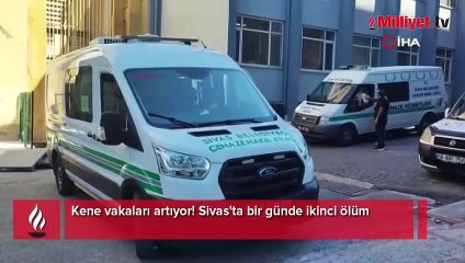 Kene vakaları artıyor! Sivas'ta bir günde ikinci ölüm