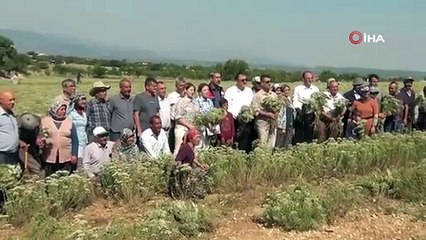 DENİZLİ KEKİĞİNDE HASAT ZAMANI