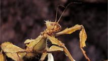 Unheimliches Insekt entdeckt: Es ähnelt einem 
