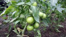 Gorlice - pomidorowy poradnik, jak chodowac dorodne i zdrowe pomidory