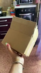 Big Cat essaie de rentrer dans une petite boîte