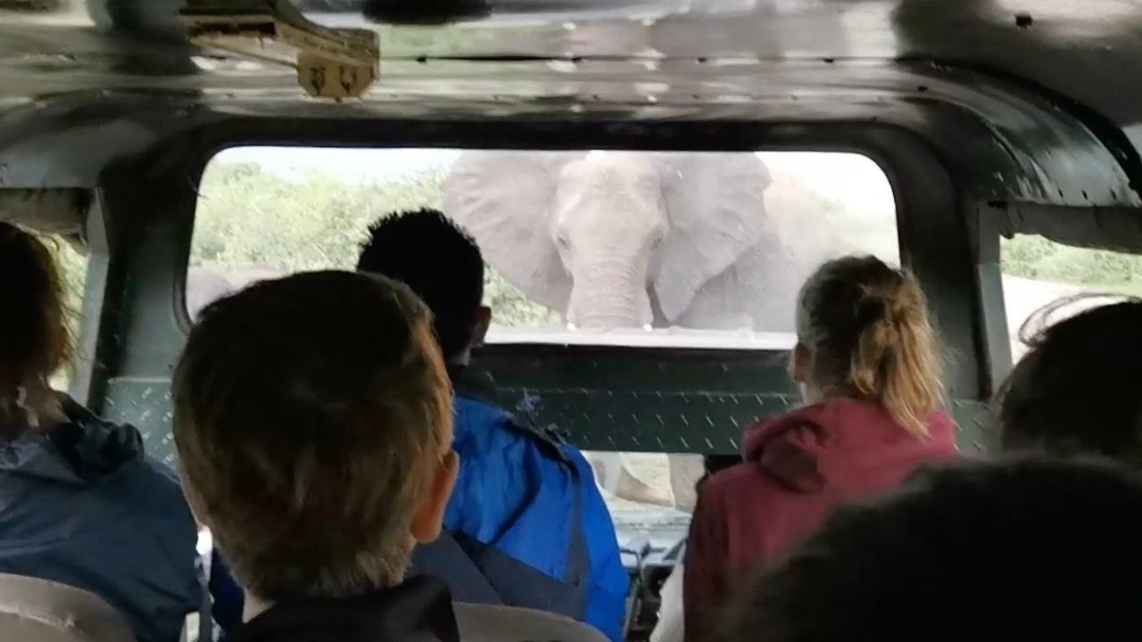 Elephant Versus Car Standoff | Wild-ish TV