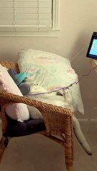 Le chat se détend avec des écouteurs et un massage