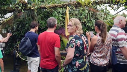 Près de Nancy, engouement pour observer la floraison de l'Arum titan