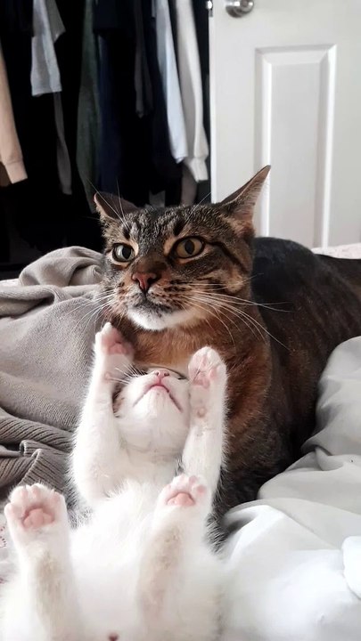 Un chaton essaie de faire jouer un chat plus âgé