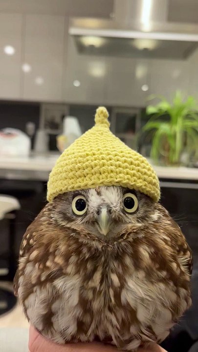 Le joli chapeau de Little Owl correspond à ses yeux