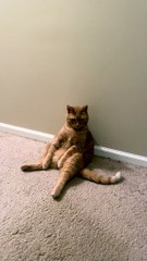 Peachy Pie est assis comme des humains