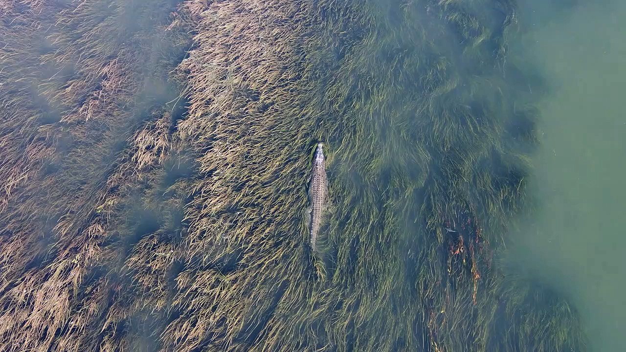 Un crocodile d'eau salée patrouille dans ses cours d'eau