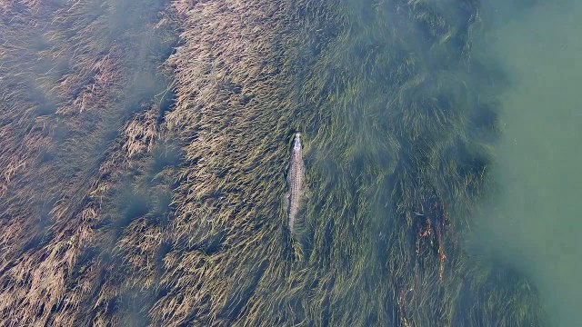 Un crocodile d'eau salée patrouille dans ses cours d'eau