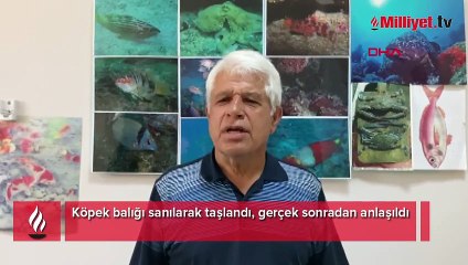 Köpek balığı sanılarak taşlandı, gerçek sonradan anlaşıldı