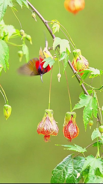 Birds