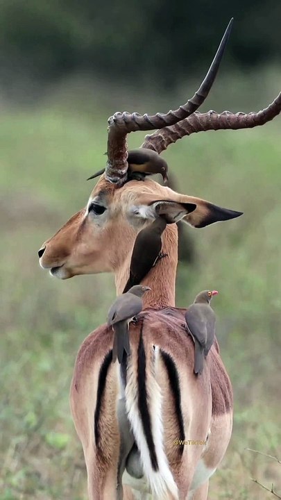 Animals