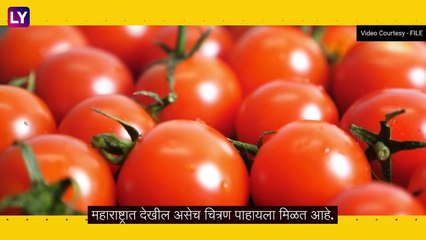 Tomato Price Hike: टोमॅटोच्या वाढत्या किंमतीमुळे नागरिक त्रस्त, वाढत्या किंंमतीमुळे सरकार जबाबदार असल्याची नागरिकांची भूमिका