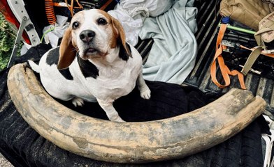 Ancient 450,000-Year-Old Mammoth Tusk Discovered in Cambridgeshire Quarry 🦣