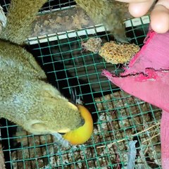 Squirrels eat delicious tomatoes in cages