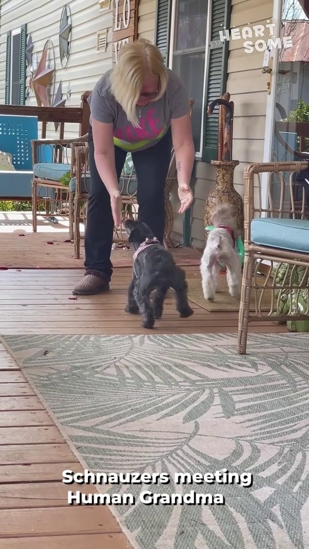 ⁣Schnauzers cannot stop jumping with excitement after owner takes them to meet Grandma