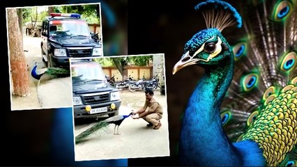SHO Peacock Friendship: आखिर कैसे हुई थानेदार की मोर से अटूट दोस्ती? भावुक कर देगा ये Video