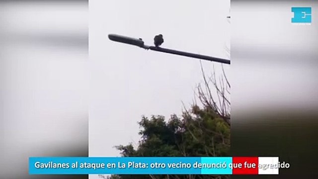 Gavilanes al ataque en La Plata, otro vecino denunció que fue agredido