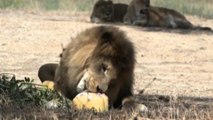 I leoni mangiano carne e frutta ghiacciati allo zoo di Israele
